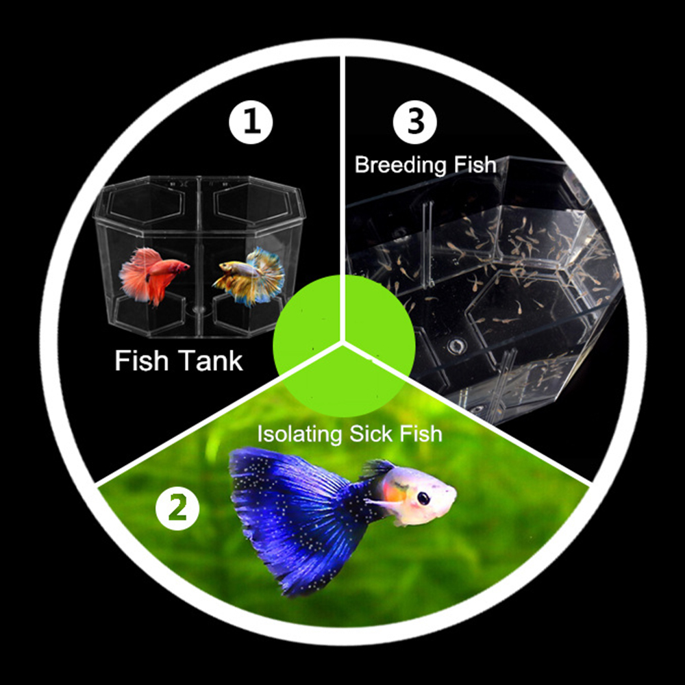 Acrylic Two Splits Guppy Fish  - Aquarium Fish Jar review and price
