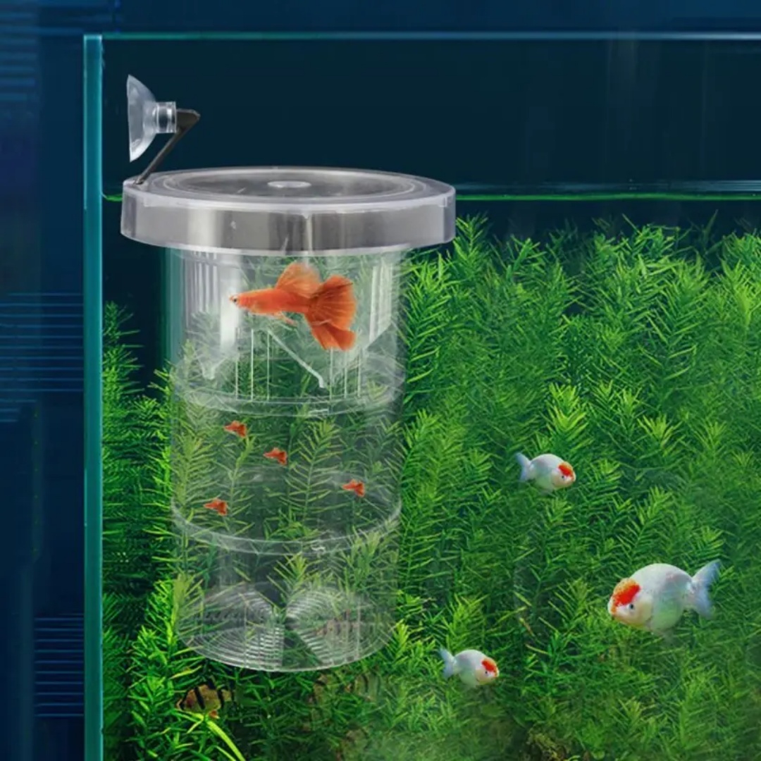 Acrylic Floating Fish Breeding - Aquarium Fish Jar review and price